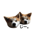 秋田犬ゴン太と寅次郎（個別スタンプ：13）