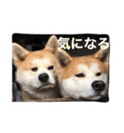 秋田犬ゴン太と寅次郎（個別スタンプ：14）