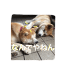 秋田犬ゴン太と寅次郎（個別スタンプ：15）