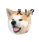 秋田犬ゴン太と寅次郎（個別スタンプ：16）