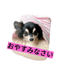 ちまちゃんズ（個別スタンプ：1）