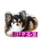 ちまちゃんズ（個別スタンプ：2）