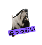 ちまちゃんズ（個別スタンプ：3）