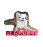 ちまちゃんズ（個別スタンプ：6）