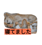 ちまちゃんズ（個別スタンプ：9）