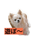 ちまちゃんズ（個別スタンプ：10）