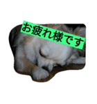 ちまちゃんズ（個別スタンプ：11）