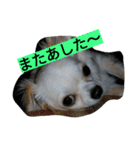 ちまちゃんズ（個別スタンプ：12）