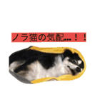 ちまちゃんズ（個別スタンプ：14）
