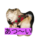 ちまちゃんズ（個別スタンプ：15）