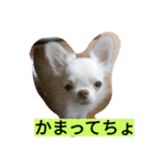 ちまちゃんズ（個別スタンプ：16）