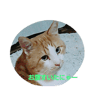 katsucats（個別スタンプ：2）