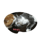 katsucats（個別スタンプ：5）