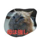 katsucats（個別スタンプ：6）