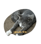 katsucats（個別スタンプ：7）