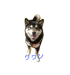 黒柴ふうかのだららん日和（個別スタンプ：7）