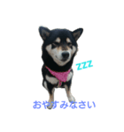 黒柴ふうかのだららん日和（個別スタンプ：8）