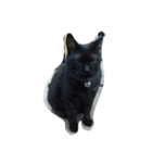 でぶ猫はてな（個別スタンプ：1）