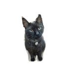 でぶ猫はてな（個別スタンプ：2）