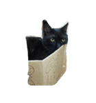 でぶ猫はてな（個別スタンプ：3）