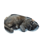 でぶ猫はてな（個別スタンプ：4）