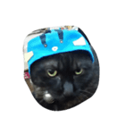 でぶ猫はてな（個別スタンプ：5）