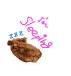 POP is DOG（個別スタンプ：2）