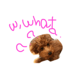 POP is DOG（個別スタンプ：4）