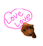 POP is DOG（個別スタンプ：8）