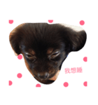 milk dog（個別スタンプ：1）