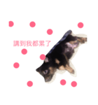 milk dog（個別スタンプ：2）