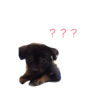 milk dog（個別スタンプ：3）