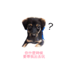 milk dog（個別スタンプ：4）