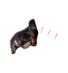 milk dog（個別スタンプ：5）