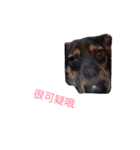 milk dog（個別スタンプ：6）