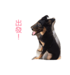 milk dog（個別スタンプ：8）
