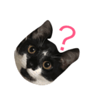 ねこ白黒（個別スタンプ：1）