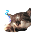 ねこ白黒（個別スタンプ：3）