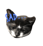 ねこ白黒（個別スタンプ：4）