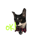 ねこ白黒（個別スタンプ：6）