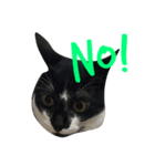 ねこ白黒（個別スタンプ：8）