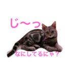 Minto@cat 癒しスタンプ（個別スタンプ：2）