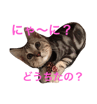 Minto@cat 癒しスタンプ（個別スタンプ：4）