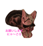 Minto@cat 癒しスタンプ（個別スタンプ：6）