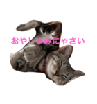 Minto@cat 癒しスタンプ（個別スタンプ：7）