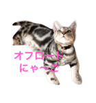 Minto@cat 癒しスタンプ（個別スタンプ：9）
