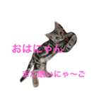 Minto@cat 癒しスタンプ（個別スタンプ：10）