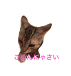 Minto@cat 癒しスタンプ（個別スタンプ：13）