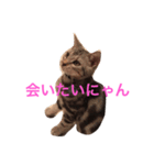 Minto@cat 癒しスタンプ（個別スタンプ：14）