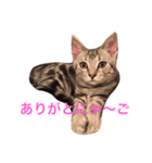 Minto@cat 癒しスタンプ（個別スタンプ：15）